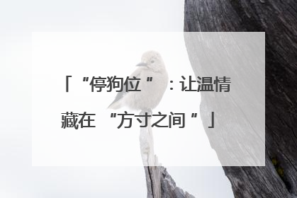 “停狗位 ”：让温情藏在 “方寸之间 ”