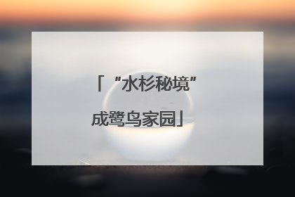 “水杉秘境”成鹭鸟家园
