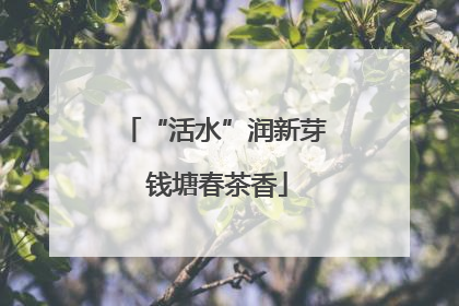 “活水”润新芽 钱塘春茶香