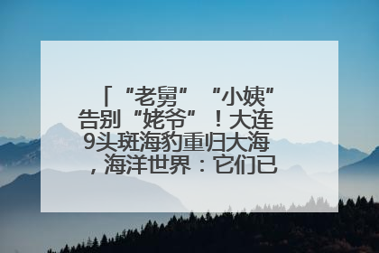 “老舅”“小姨”告别“姥爷”！大连9头斑海豹重归大海，海洋世界：它们已具备野外生存能力