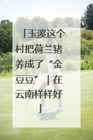 玉溪这个村把荷兰猪养成了“金豆豆”｜在云南样样好
