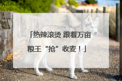 热辣滚烫 跟着万亩粮王“抢”收麦！