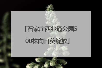 石家庄西兆通公园500株向日葵绽放