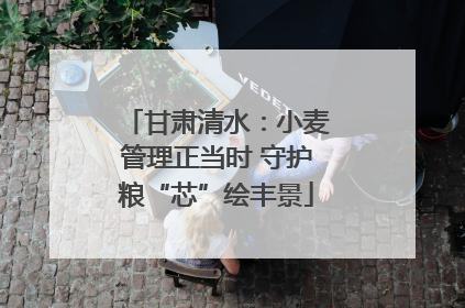 甘肃清水：小麦管理正当时 守护粮“芯”绘丰景