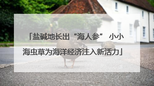 盐碱地长出“海人参” 小小海虫草为海洋经济注入新活力