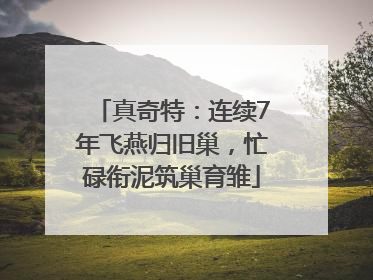 真奇特：连续7年飞燕归旧巢，忙碌衔泥筑巢育雏