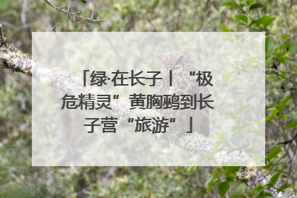 绿·在长子丨“极危精灵”黄胸鹀到长子营“旅游”