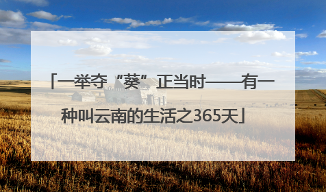 一举夺“葵”正当时——有一种叫云南的生活之365天
