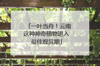 一叶当舟！云南这种神奇植物进入最佳观赏期