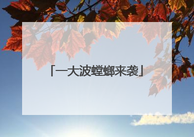 一大波螳螂来袭