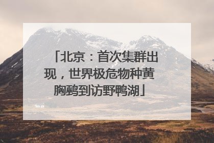 北京：首次集群出现，世界极危物种黄胸鹀到访野鸭湖