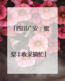 四川广安：蜜梨丰收采摘忙