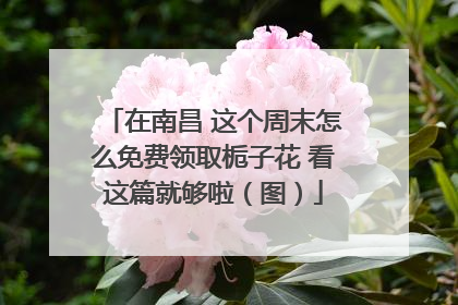 在南昌 这个周末怎么免费领取栀子花 看这篇就够啦（图）
