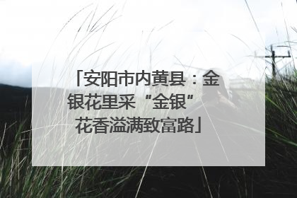 安阳市内黄县：金银花里采“金银” 花香溢满致富路