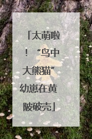 太萌啦！“鸟中大熊猫”幼崽在黄陂破壳