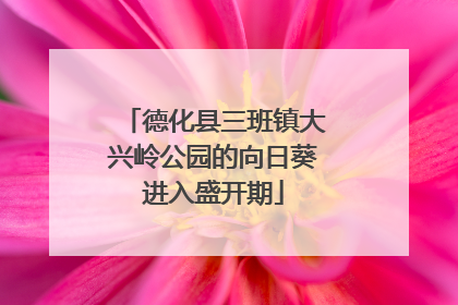 德化县三班镇大兴岭公园的向日葵进入盛开期