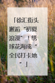 徐汇街头邂逅“初夏浪漫”！绣球花海成“全民打卡地”