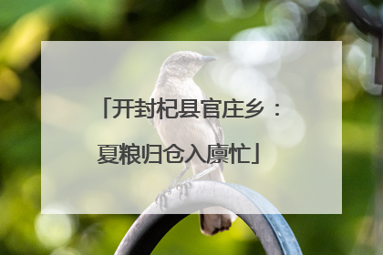 开封杞县官庄乡：夏粮归仓入廪忙