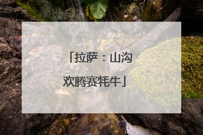拉萨：山沟欢腾赛牦牛