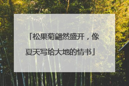 松果菊翩然盛开，像夏天写给大地的情书