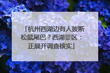 杭州西湖边有人拔断松鼠尾巴？西湖景区：正展开调查核实