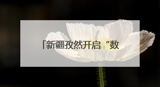新疆孜然开启“数字丝路”新征程