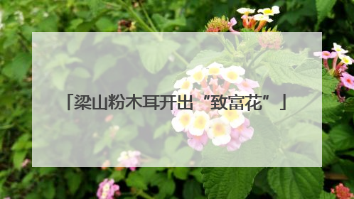 梁山粉木耳开出“致富花”