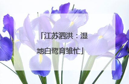 江苏泗洪：湿地白鹭育雏忙