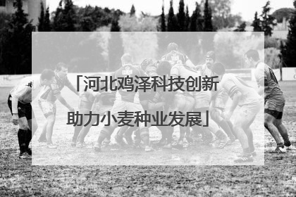 河北鸡泽科技创新助力小麦种业发展