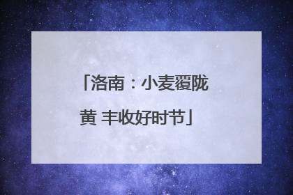 洛南：小麦覆陇黄 丰收好时节