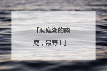 洞庭湖的麋鹿，最野！