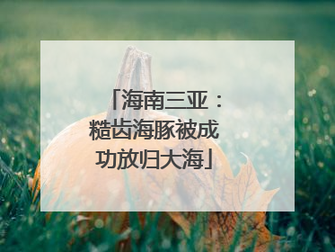 海南三亚：糙齿海豚被成功放归大海