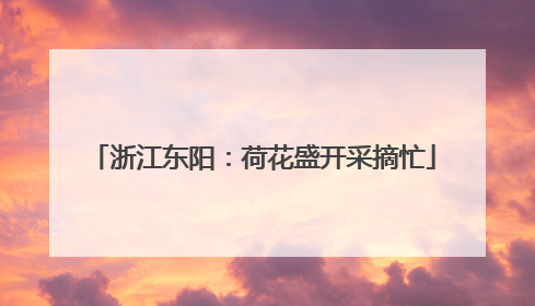 浙江东阳：荷花盛开采摘忙