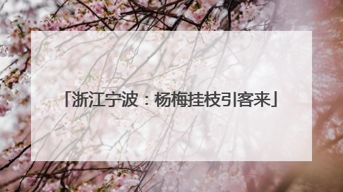 浙江宁波：杨梅挂枝引客来