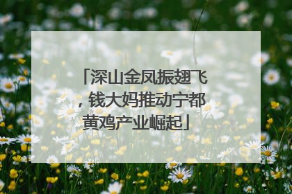 深山金凤振翅飞，钱大妈推动宁都黄鸡产业崛起