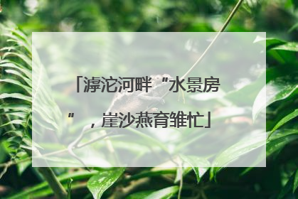滹沱河畔“水景房”，崖沙燕育雏忙