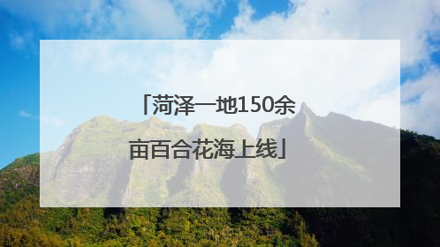 菏泽一地150余亩百合花海上线