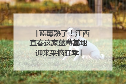 蓝莓熟了！江西宜春这家蓝莓基地迎来采摘旺季