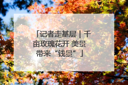 记者走基层｜千亩玫瑰花开 美景带来“钱景”