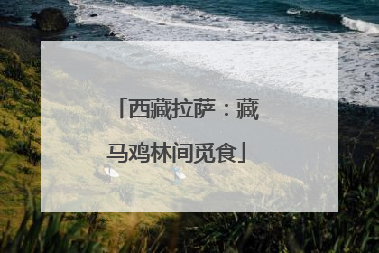 西藏拉萨：藏马鸡林间觅食