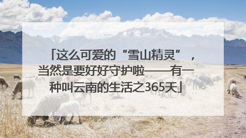 这么可爱的“雪山精灵”，当然是要好好守护啦——有一种叫云南的生活之365天