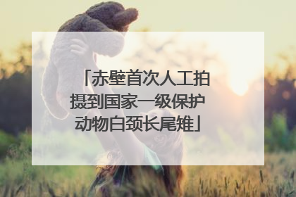 赤壁首次人工拍摄到国家一级保护动物白颈长尾雉