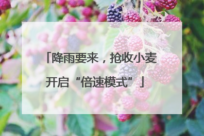降雨要来，抢收小麦开启“倍速模式”