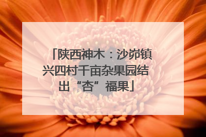 陕西神木：沙峁镇兴四村千亩杂果园结出“杏”福果